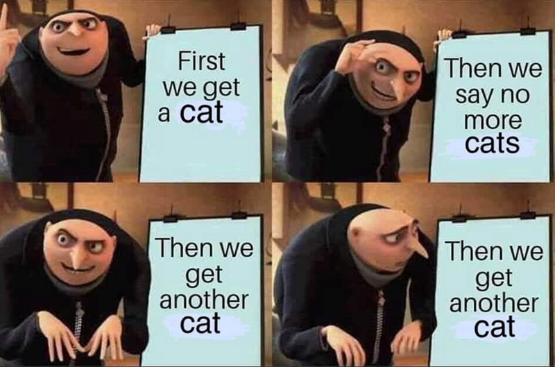 First we get a cat Then we get another cat Then we say no more cats Then we get another cat