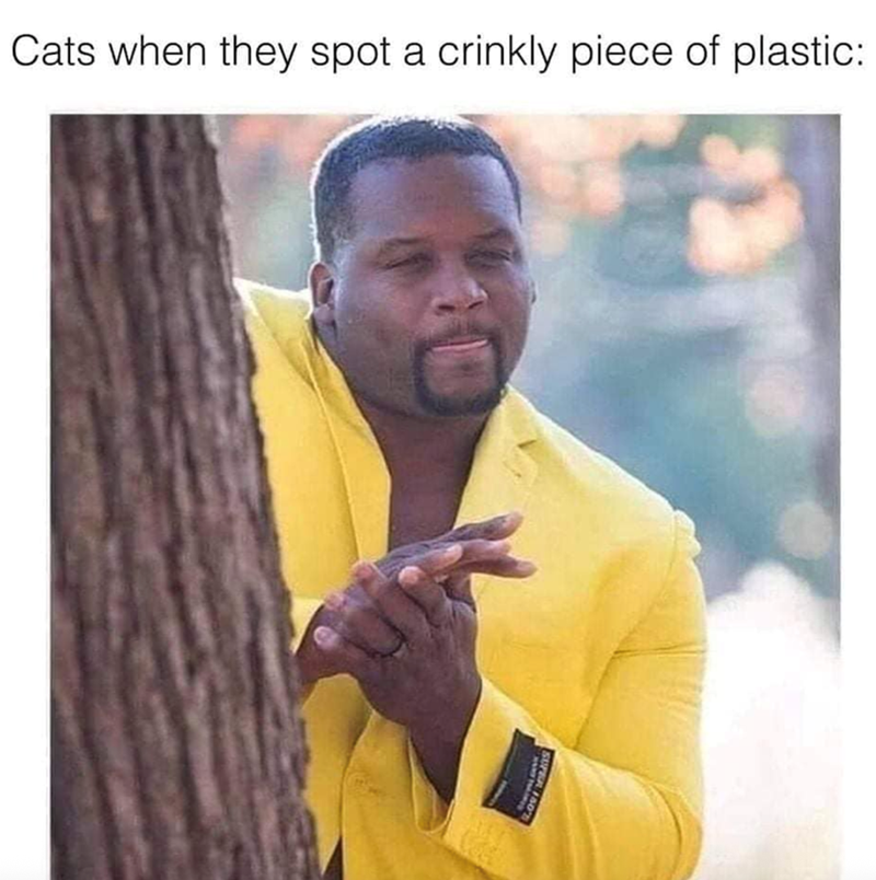 Cats when they spot a crinkly piece of plastic: