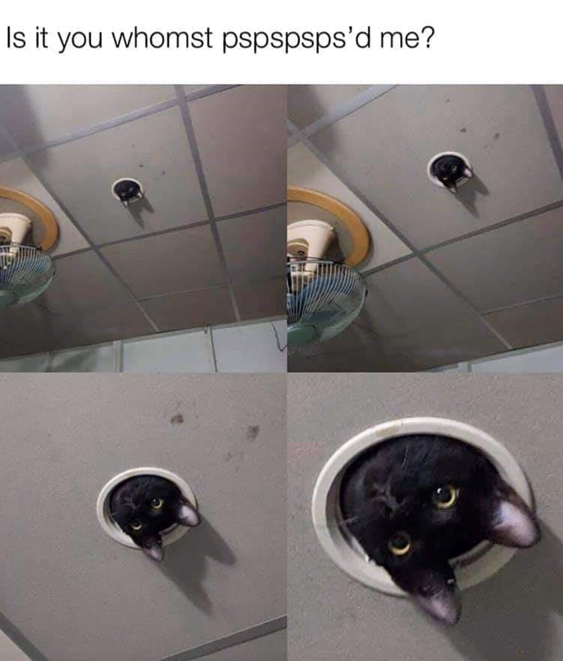 Is it you whomst pspspsps'd me?