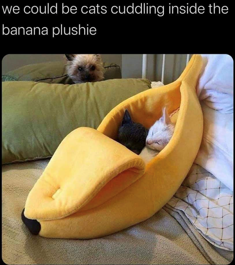 we could be cats cuddling inside the banana plushie