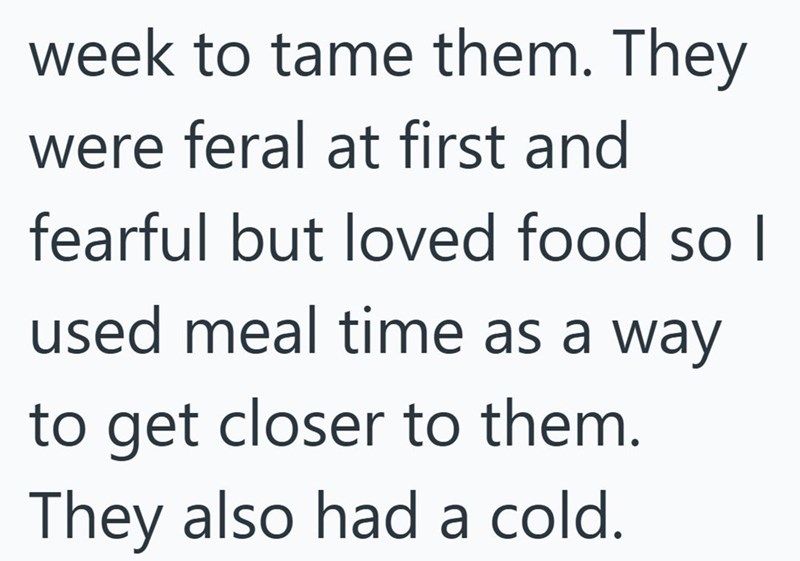 week to tame them. They were feral at first and fearful but loved food so I used meal time as a way to get closer to them. They also had a cold.