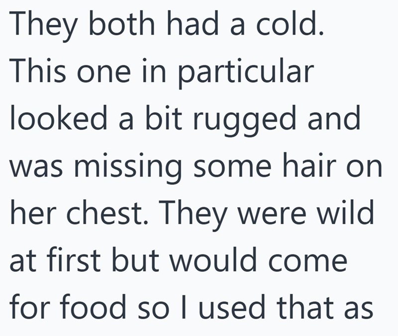 They both had a cold. This one in particular looked a bit rugged and was missing some hair on her chest. They were wild at first but would come for food so I used that as