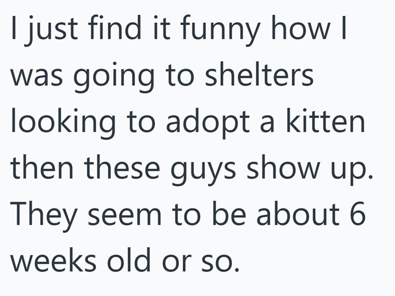 I just find it funny how I was going to shelters looking to adopt a kitten then these guys show up. They seem to be about 6 weeks old or so.