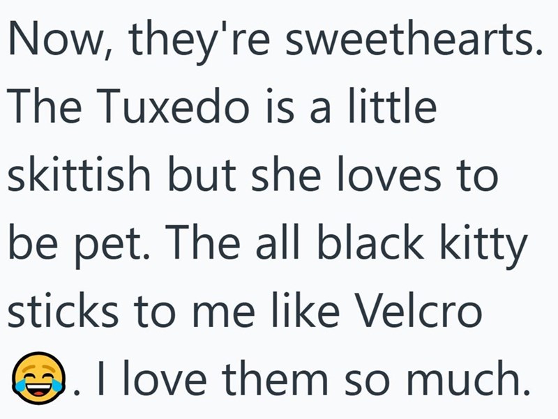Now, they're sweethearts. The Tuxedo is a little skittish but she loves to be pet. The all black kitty sticks to me like Velcro . I love them so much.