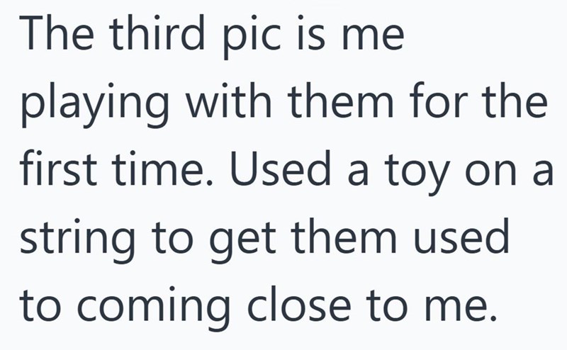 The third pic is me playing with them for the first time. Used a toy on a string to get them used to coming close to me.