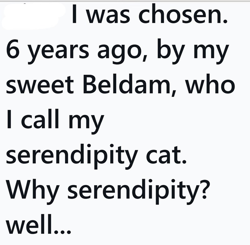I was chosen. 6 years ago, by my sweet Beldam, who I call my serendipity cat. Why serendipity? well...