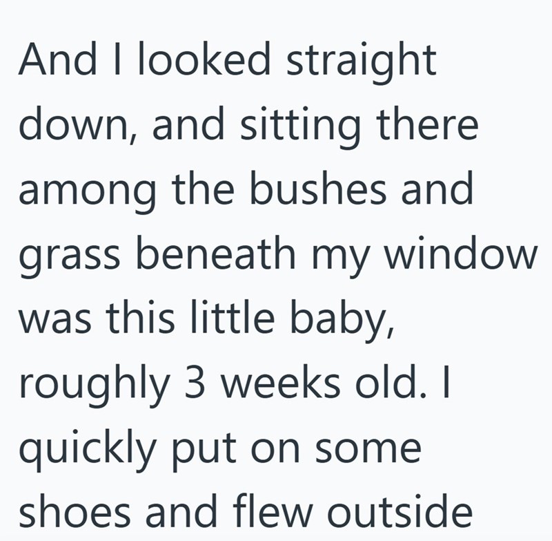 And I looked straight down, and sitting there among the bushes and grass beneath my window was this little baby, roughly 3 weeks old. I quickly put on some shoes and flew outside