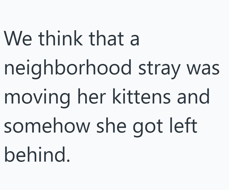 We think that a neighborhood stray was moving her kittens and somehow she got left behind.