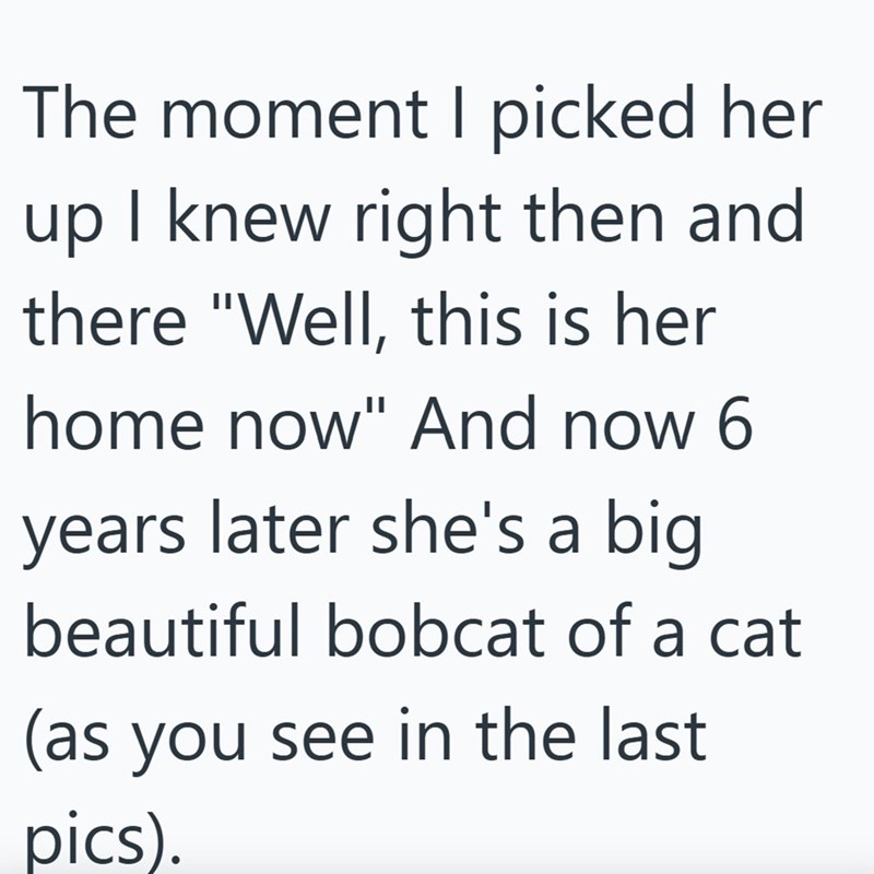 The moment I picked her up I knew right then and there "Well, this is her home now" And now 6 years later she's a big beautiful bobcat of a cat (as you see in the last. pics).