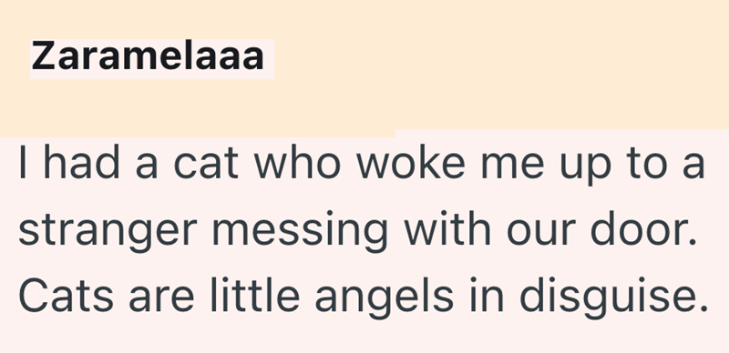 Zaramelaaa I had a cat who woke me up to a stranger messing with our door. Cats are little angels in disguise.