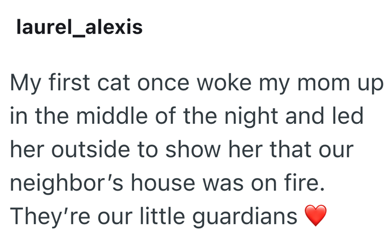 laurel_alexis My first cat once woke my mom up in the middle of the night and led her outside to show her that our neighbor's house was on fire. They're our little guardians