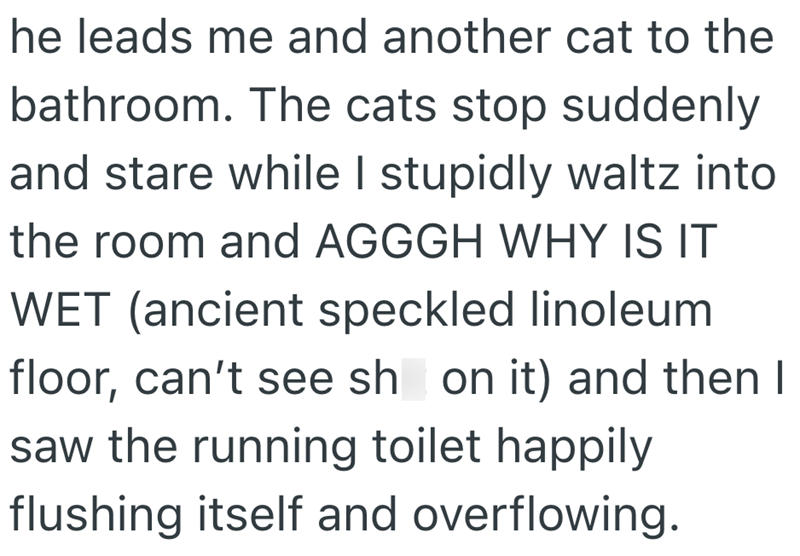 he leads me and another cat to the bathroom. The cats stop suddenly and stare while I stupidly waltz into the room and AGGGH WHY IS IT WET (ancient speckled linoleum floor, can't see sh on it) and then I saw the running toilet happily flushing itself and overflowing.