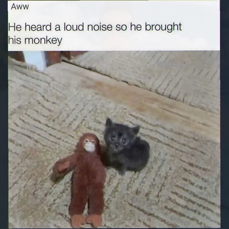 Aww He heard a loud noise so he brought his monkey