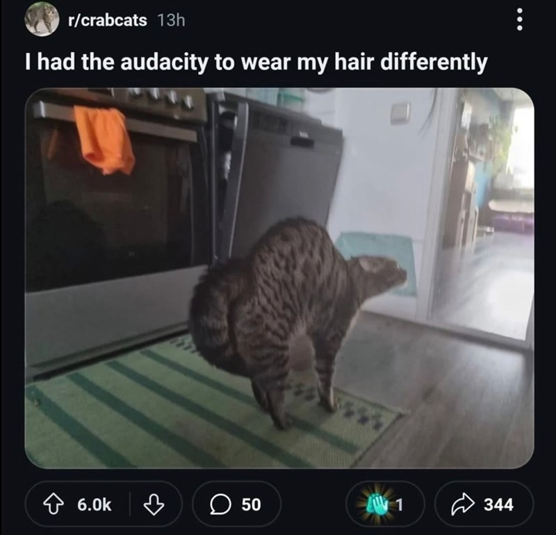 r/crabcats 13h I had the audacity to wear my hair differently 6.0k ♡ ☐ 50 A 1 344
