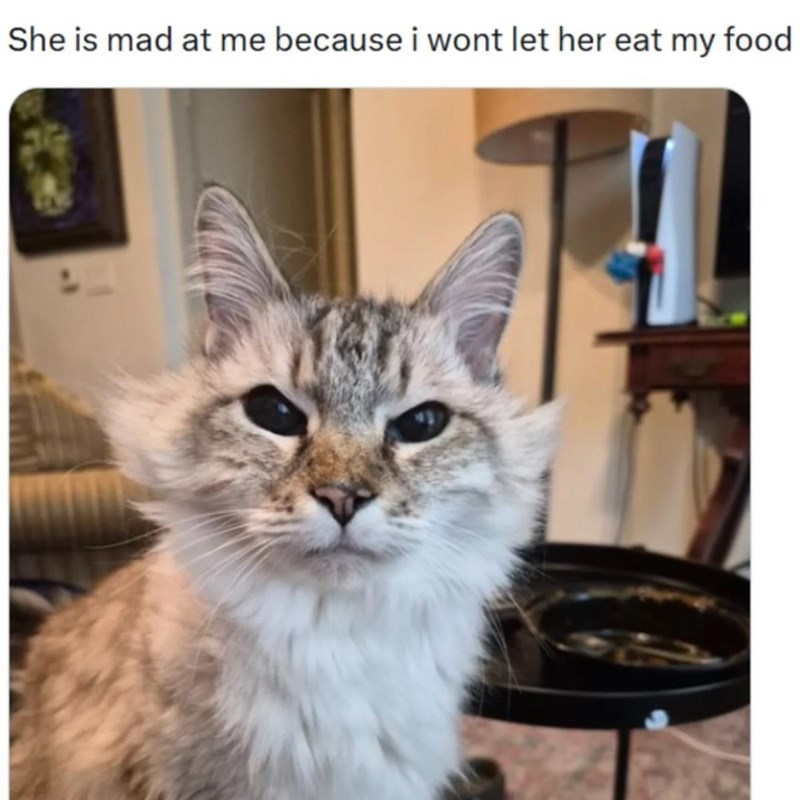 She is mad at me because i wont let her eat my food