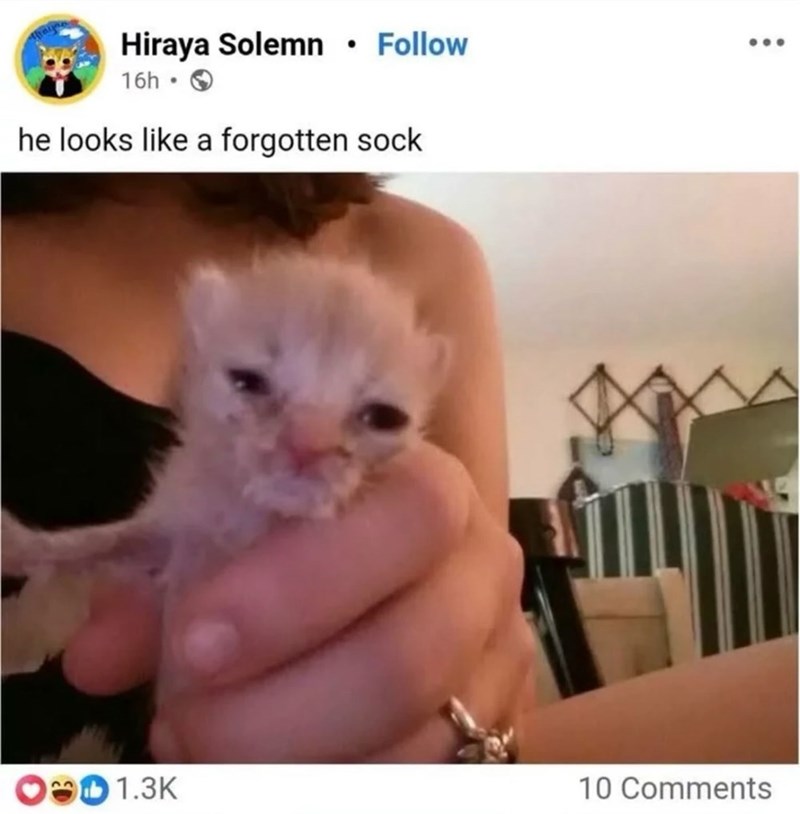 Hiraya Solemn • Follow 16h • O he looks like a forgotten sock OD 1.3K 10 Comments