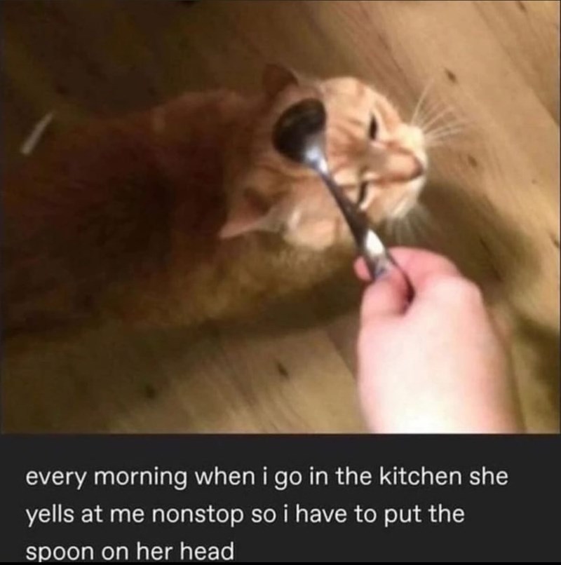 every morning when i go in the kitchen she yells at me nonstop so i have to put the spoon on her head