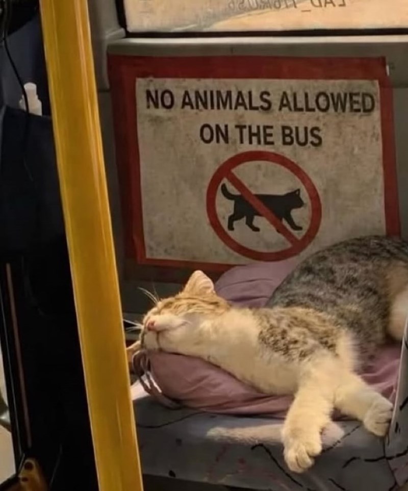 NO ANIMALS ALLOWED ON THE BUS