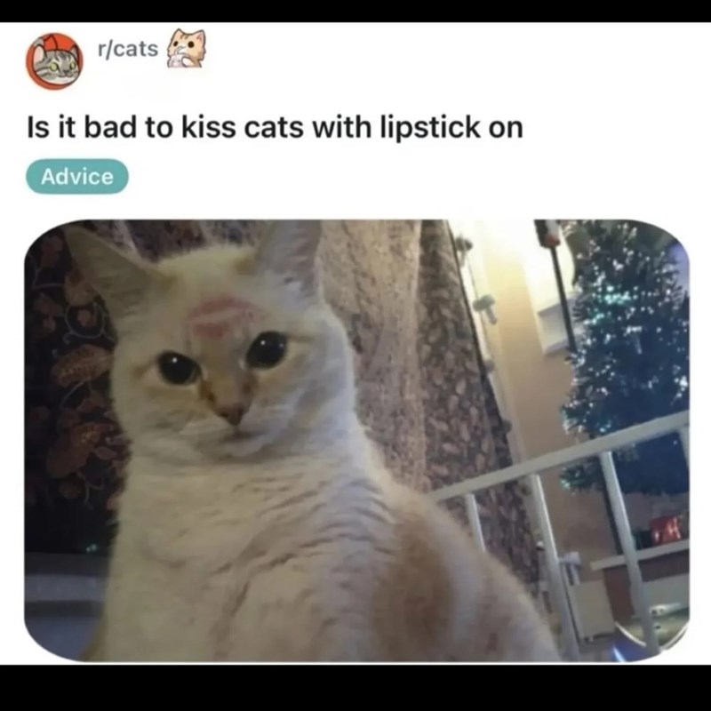 r/cats Is it bad to kiss cats with lipstick on Advice