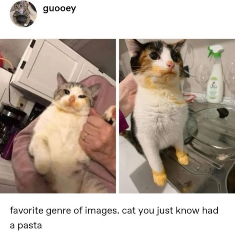 guooey favorite genre of images. cat you just know had a pasta