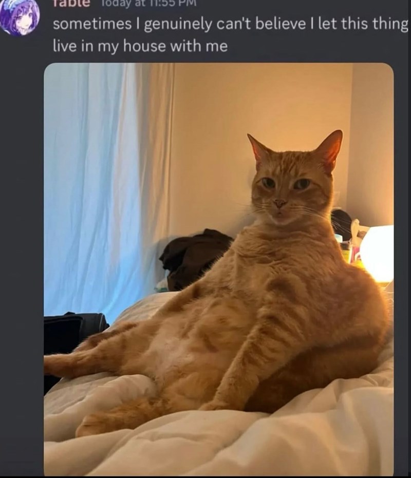 Today sometimes I genuinely can't believe I let this thing live in my house with me