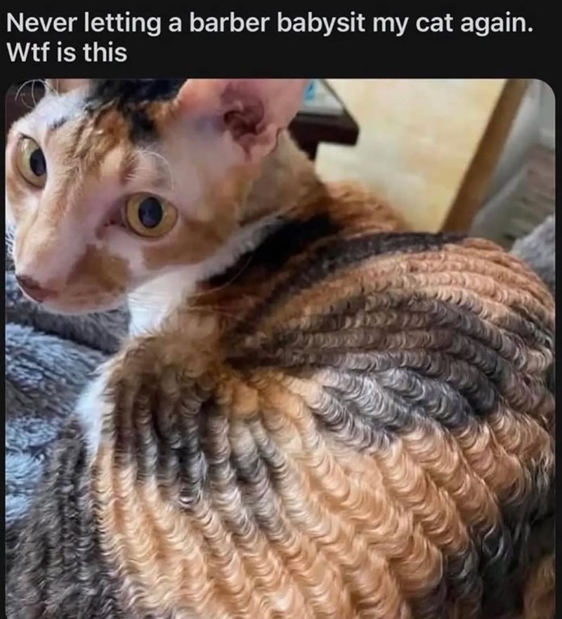 Never letting a barber babysit my cat again. Wtf is this