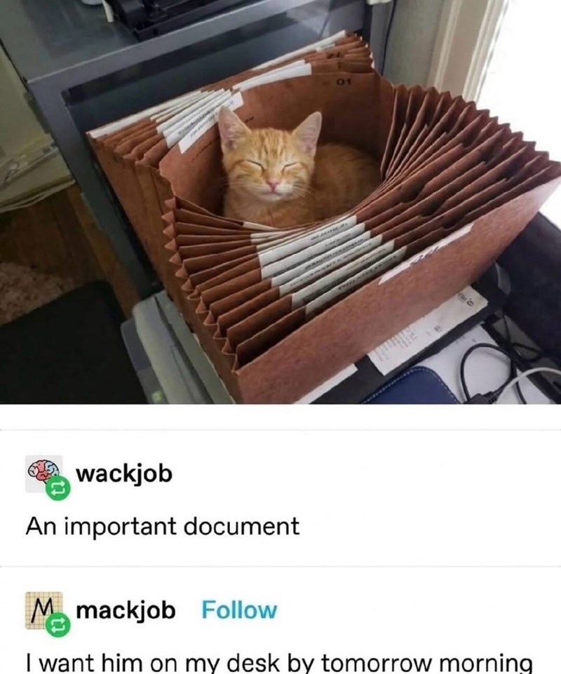 01 wackjob An important document Mmackjob Follow I want him on my desk by tomorrow morning