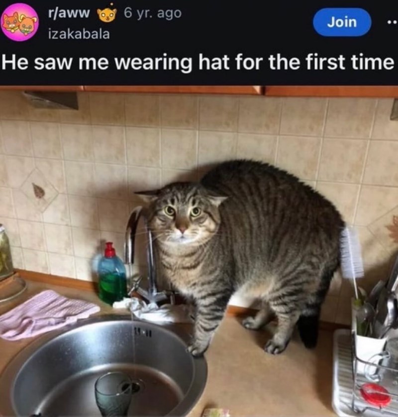 r/aww 6 yr. ago izakabala Join He saw me wearing hat for the first time