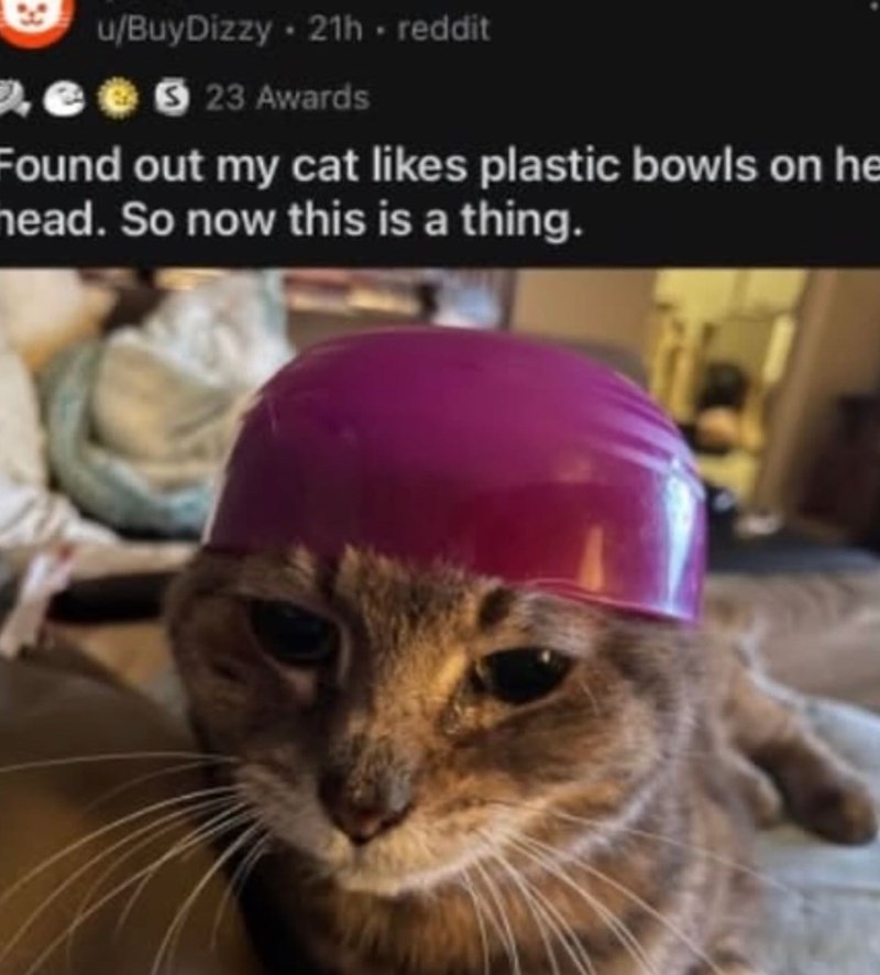 Pe u/BuyDizzy. 21h.reddit 23 Awards Found out my cat likes plastic bowls on he head. So now this is a thing.