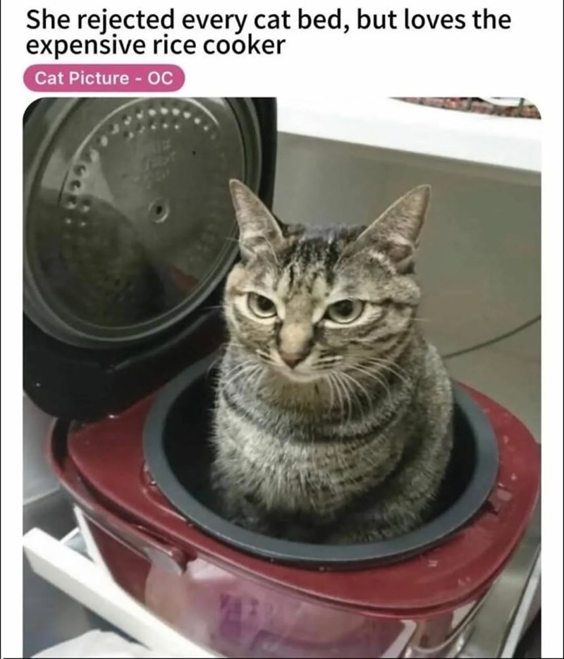 She rejected every cat bed, but loves the expensive rice cooker Cat Picture - OC