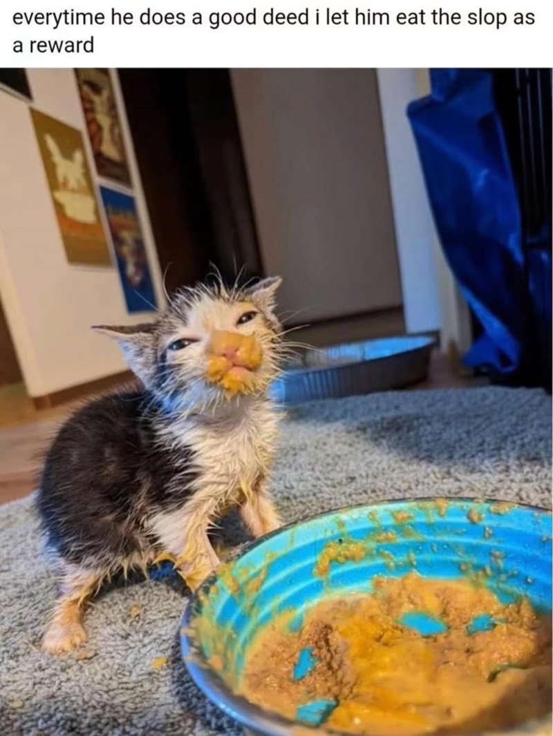 everytime he does a good deed i let him eat the slop as a reward 津
