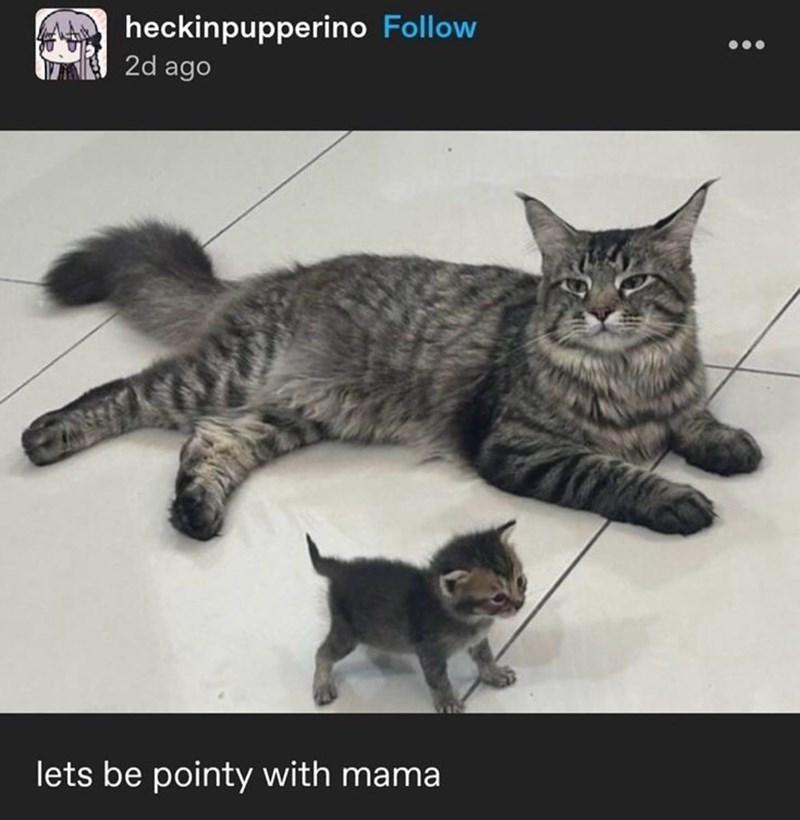 heckinpupperino Follow 2d ago lets be pointy with mama