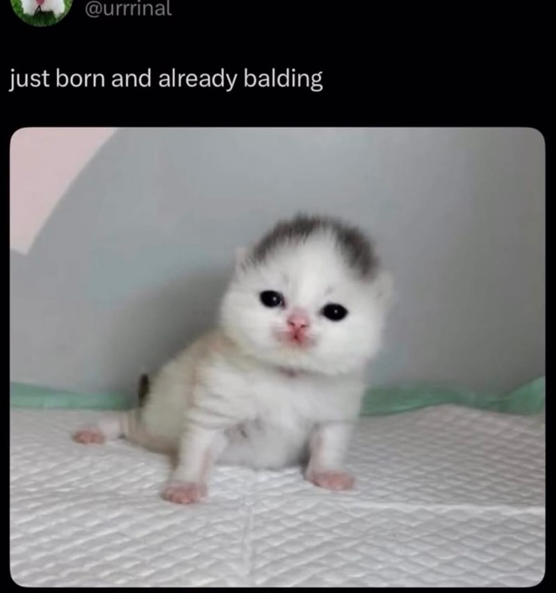@urrrinal just born and already balding