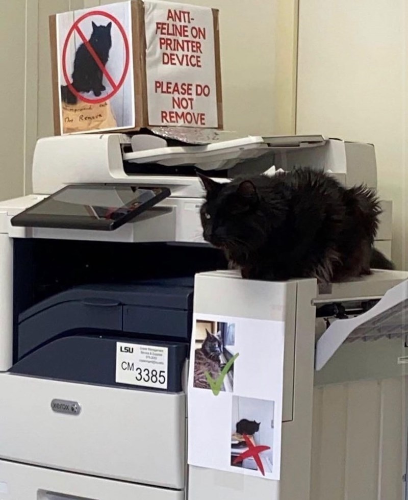 The Remove xerox ANTI- FELINE ON PRINTER DEVICE PLEASE DO NOT REMOVE LSU CM 3385