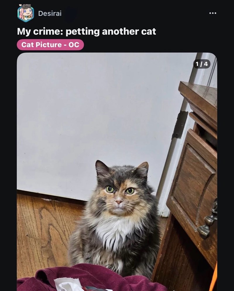 Desirai My crime: petting another cat Cat Picture - OC 1/4