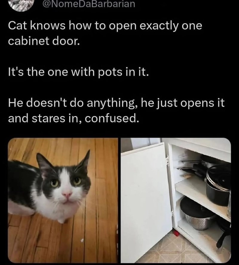 @NomeDaBarbarian Cat knows how to open exactly one cabinet door. It's the one with pots in it. He doesn't do anything, he just opens it and stares in, confused.
