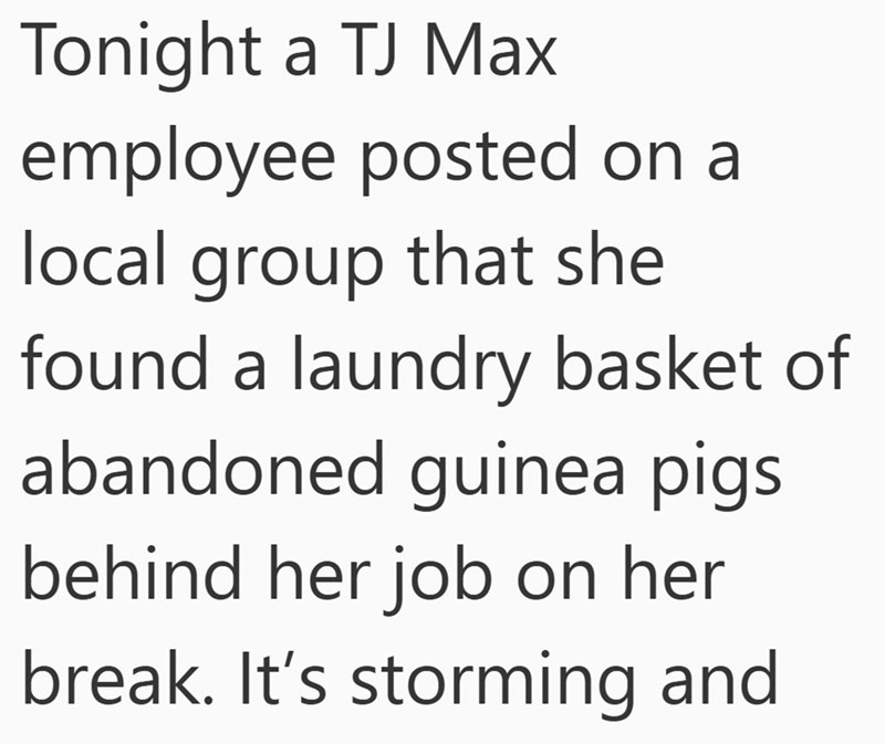 Tonight a TJ Max employee posted on a local group that she found a laundry basket of abandoned guinea pigs behind her job on her break. It's storming and