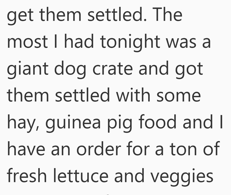 get them settled. The most I had tonight was a giant dog crate and got them settled with some hay, guinea pig food and I have an order for a ton of fresh lettuce and veggies