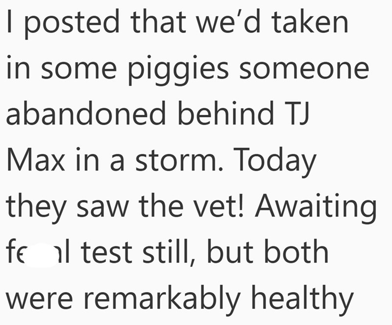 I posted that we'd taken in some piggies someone abandoned behind TJ Max in a storm. Today they saw the vet! Awaiting fel test still, but both were remarkably healthy