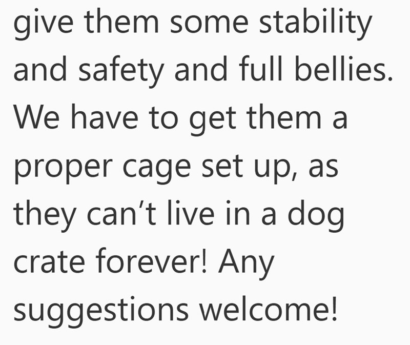 give them some stability and safety and full bellies. We have to get them a proper cage set up, as they can't live in a dog crate forever! Any suggestions welcome!