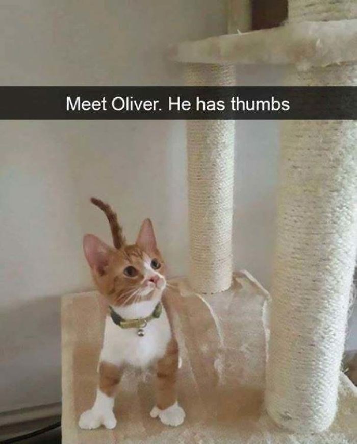Meet Oliver. He has thumbs