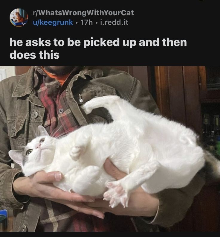 r/WhatsWrong With YourCat u/keegrunk 17h. i.redd.it he asks to be picked up and then does this