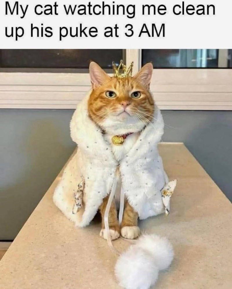 My cat watching me clean up his puke at 3 AM