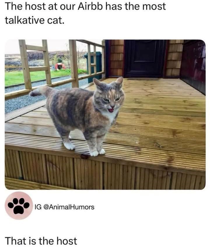 The host at our Airbb has the most talkative cat. IG @AnimalHumors That is the host