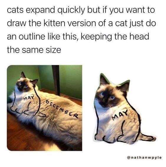 cats expand quickly but if you want to draw the kitten version of a cat just do an outline like this, keeping the head the same size MAY DECEMBER MAY @nathanwpyle