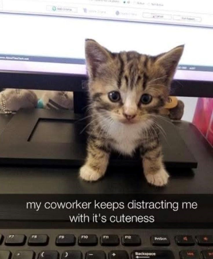 my coworker keeps distracting me with it's cuteness F10 Backspace Prison བ ་ ་