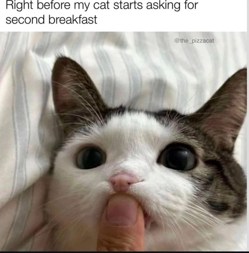 Right before my cat starts asking for second breakfast @the_pizzacat