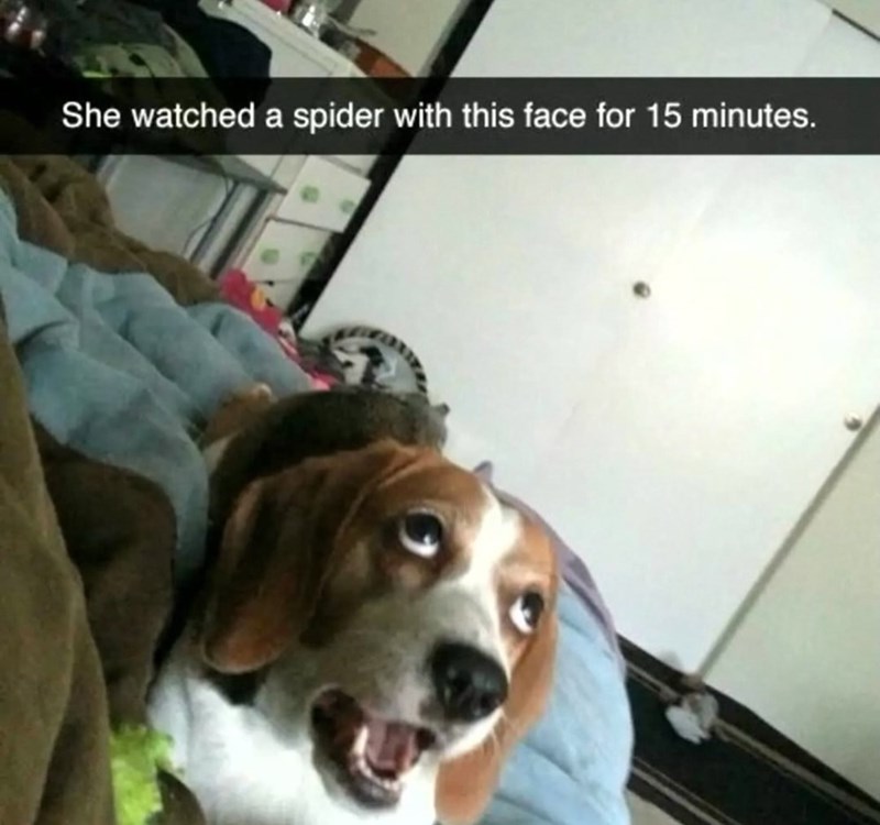 She watched a spider with this face for 15 minutes.