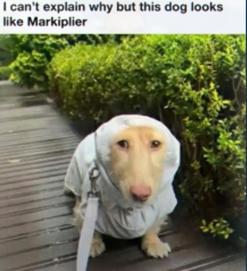 I can't explain why but this dog looks like Markiplier Hink