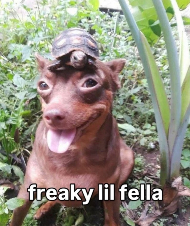 freaky lil fella